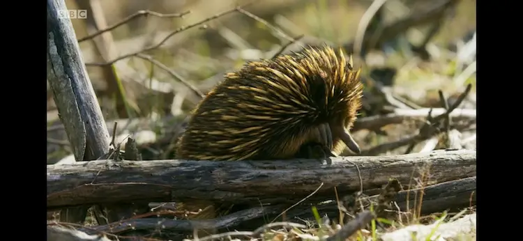 Short-beaked echidna (Tachyglossus aculeatus aculeatus) as shown in Seven Worlds, One Planet - Australia